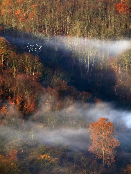 Foggy landskap — Stockfoto