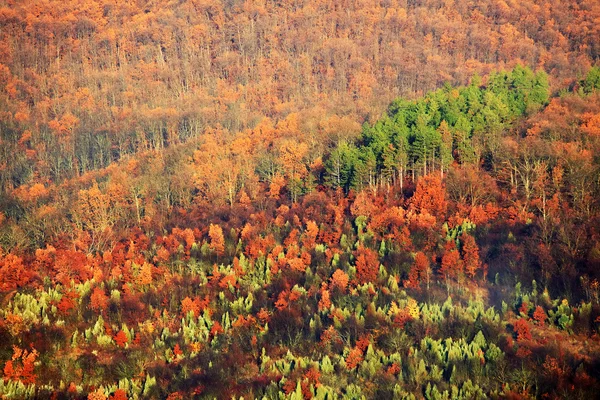 Nebelige Landschaft — Stockfoto