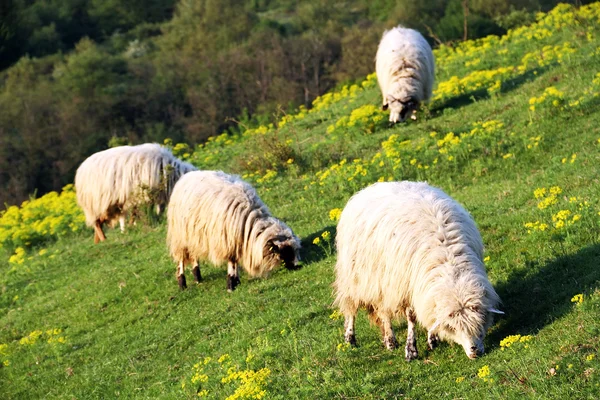 Sheep on a mountain meadow — Stock Photo, Image