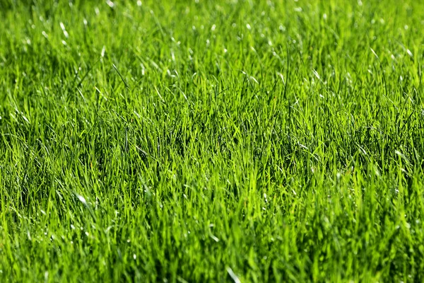 Textura de hierba verde de un campo — Foto de Stock