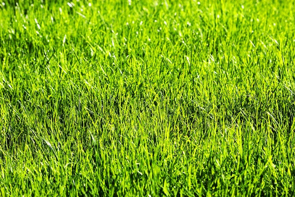 Textura de hierba verde de un campo — Foto de Stock