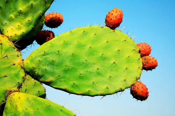 Frutas de cactus — Foto de Stock