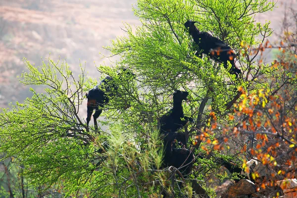 Cabras alimentando-se em uma árvore de argan, Marrocos, África — Fotografia de Stock