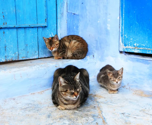 Łazy koty w chefchaouen, Maroko, Afryka — Zdjęcie stockowe