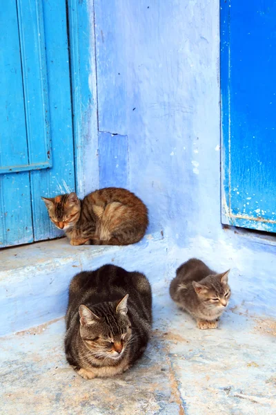Lazy cats in Chefchaouen, Morocco, Africa