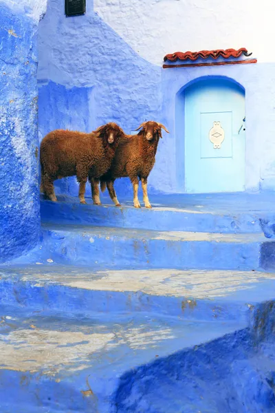 Owce w chefchaouen, Maroko, Afryka — Zdjęcie stockowe