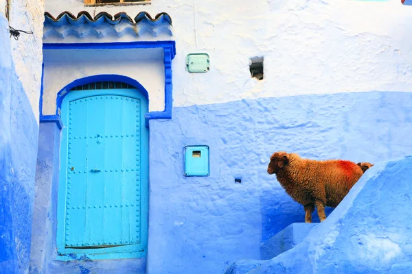 Ovejas en Chefchaouen, Marruecos, África — Foto de Stock