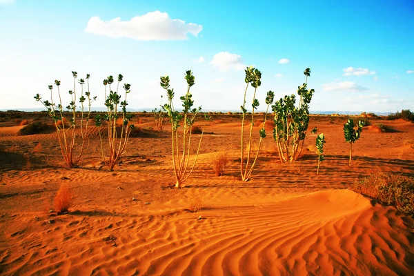 Sahara Desert landscape, Afrique — Photo