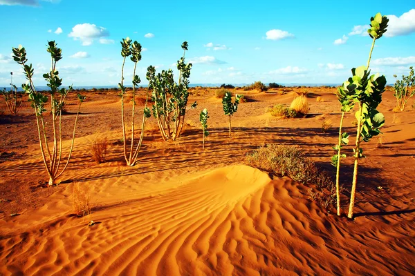 사하라 사막 풍경, 아프리카 — 스톡 사진