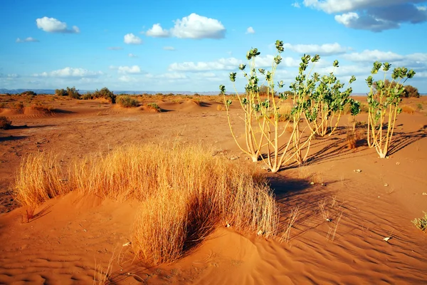 Sahara pouštní krajina, Afrika — Stock fotografie