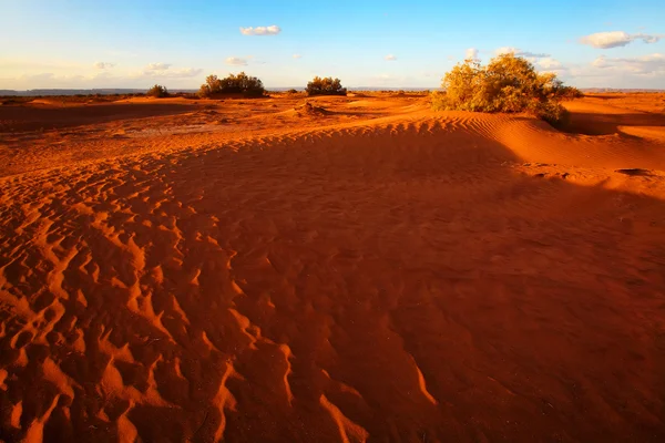 Krajobraz pustyni Sahara, Afryka — Zdjęcie stockowe