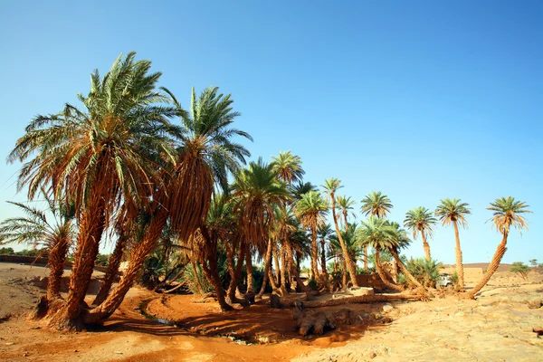 D Oum Laalag Oasis dans le désert du Sahara, Afrique — Photo