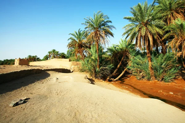 D oum laalag oas i Saharaöknen, Afrika — Stockfoto