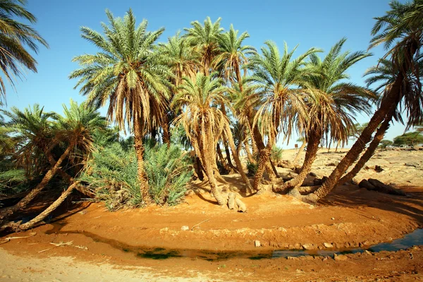 D oum laalag oas i Saharaöknen, Afrika — Stockfoto