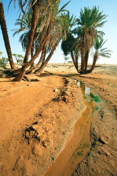 D oum laalag oase in de Saharawoestijn, Afrika — Stockfoto