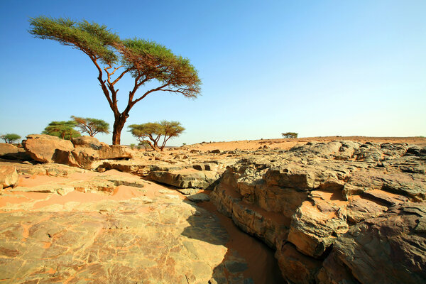 d ОУМ laalag оазис в пустыне Сахара, Африка