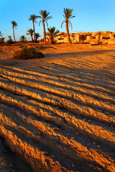 Oasis dans le désert du Sahara, Afrique — Photo