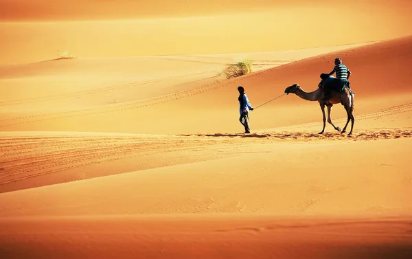 Teve a Szahara sivatagban — Stock Fotó