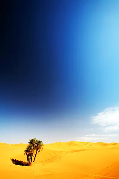 Baum in der Wüste — Stockfoto
