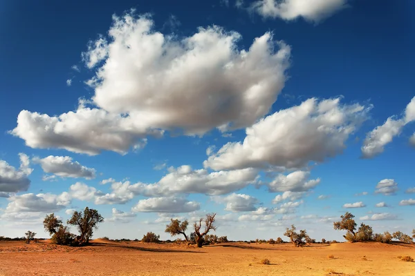 Sahara désert paysage — Photo