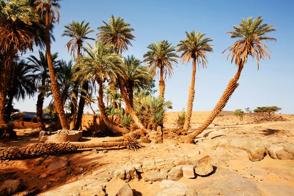 Arbres dans le désert du Sahara — Photo