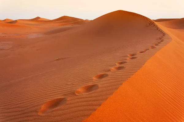 Sand dune in Sahara Desert at sunset, Algeria