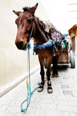 Street scene in Meknes, Morocco, Africa