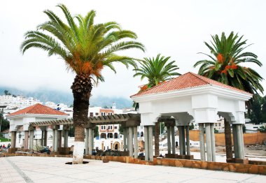 Şehirde palmiye ağacı