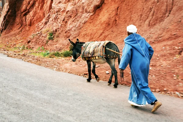 Todra gorges - eşek malzemeleri taşır. — Stok fotoğraf