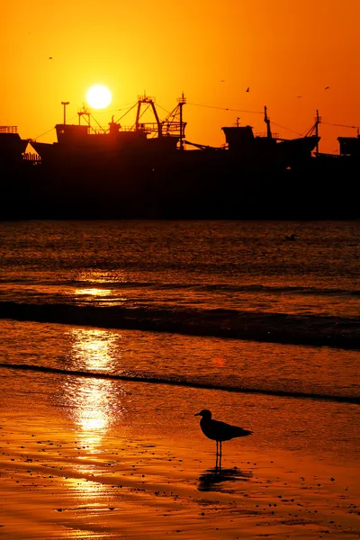 Porto de Essaouira, Marrocos, África — Fotografia de Stock