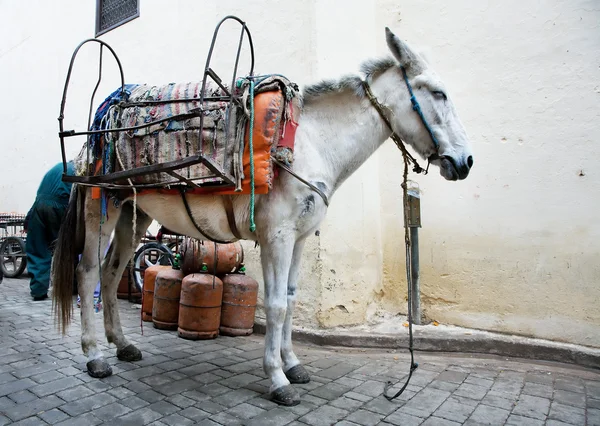 Burro de carga — Fotografia de Stock