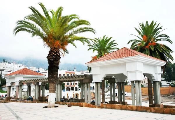 Şehirde palmiye ağacı