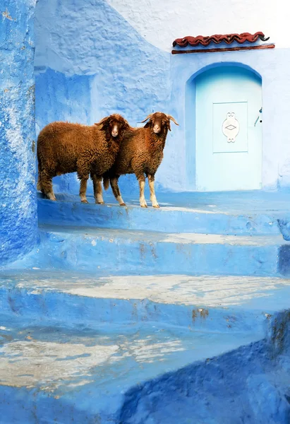 Ovejas en Chefchaouen, Marruecos, África — Foto de Stock