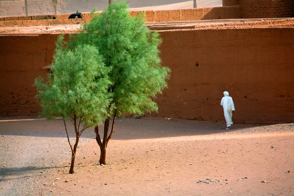 Árvore no deserto — Fotografia de Stock