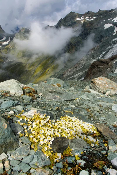 Teischnitz Buzulu, grossglockner, Avusturya, Avrupa — Stok fotoğraf