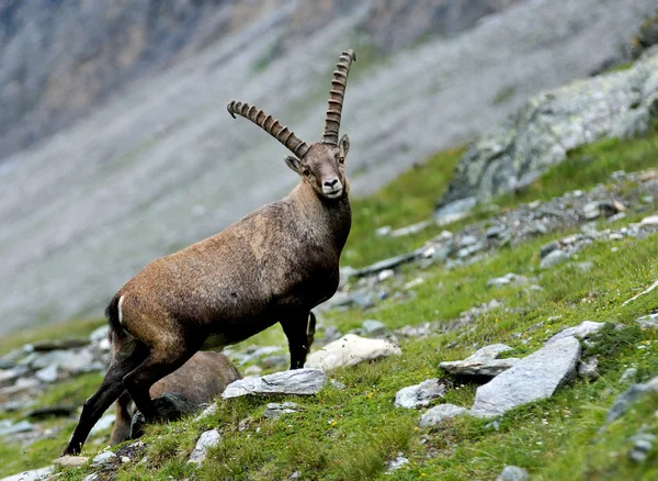 Steenbok in de Oostenrijkse Alpen, Europa — Stockfoto