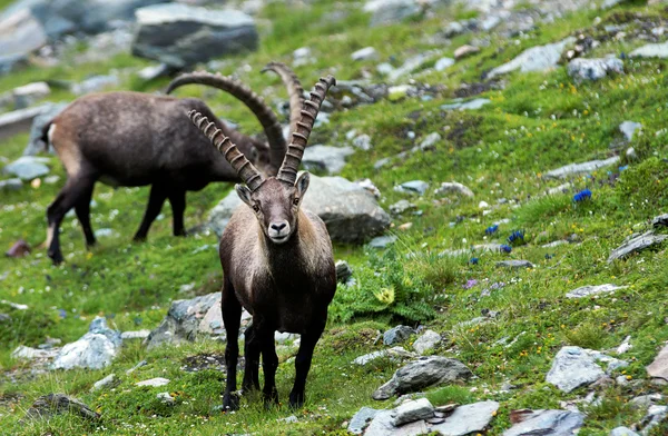 Ibex nos Alpes Austríacos, Europa — Fotografia de Stock