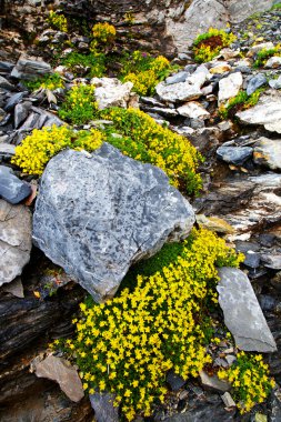 nın oberland, İsviçre dağ çiçeği.