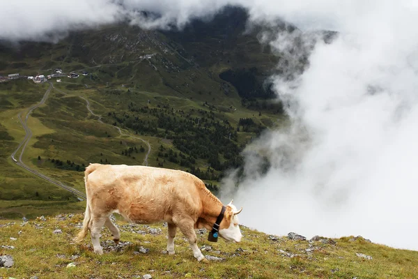Alimentação de vacas sob Eiger Peak, Suíça — Fotografia de Stock