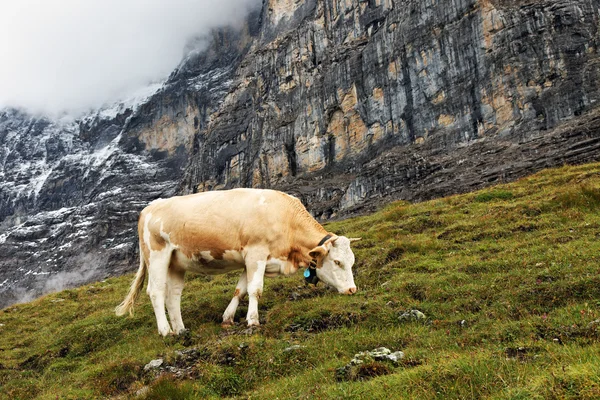 Alimentazione di vacche sotto Eiger Peak, Svizzera — Foto Stock