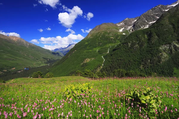 Květiny ve větru, Kavkazu — Stock fotografie