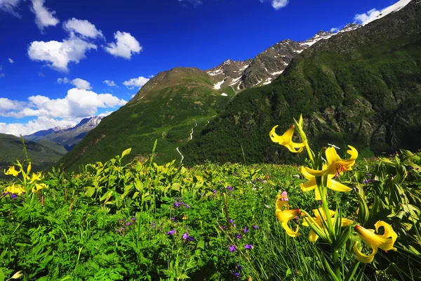 Mountain flowers in Caucasus Mountains — Stock Photo, Image