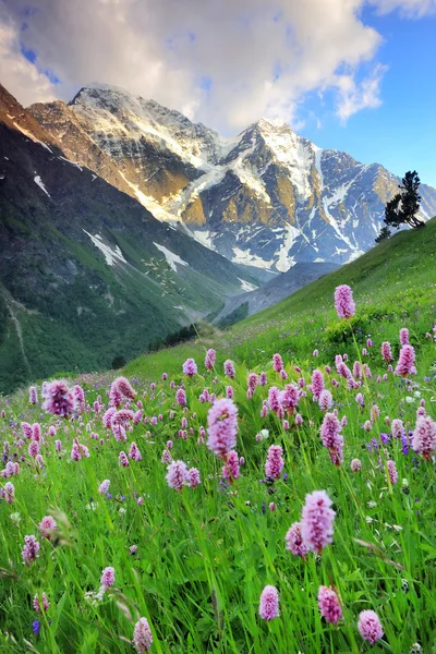 Mountain flowers in Caucasus Mountains — Stock Photo, Image