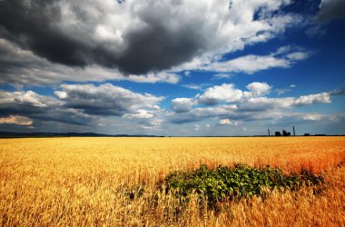 Altın buğday tarlası