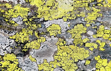 Alp kaya doku closeup arka plan