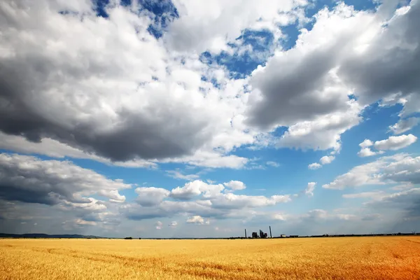 Golden wheat field with cloudy sky in background — Stock Photo, Image