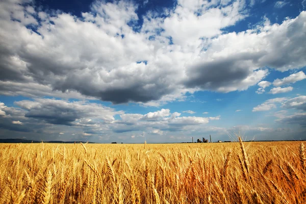 Golden wheat field — Stock Photo, Image