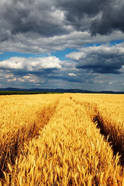 Золотий пшенична сфера — стокове фото