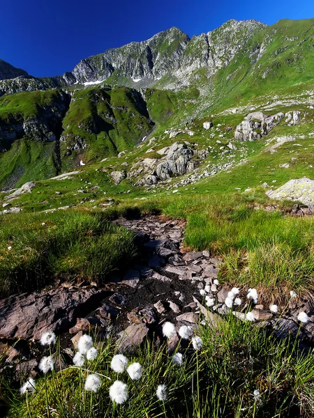 Berg bloemen in de Transsylvanische Alpen, Roemenië — Stockfoto