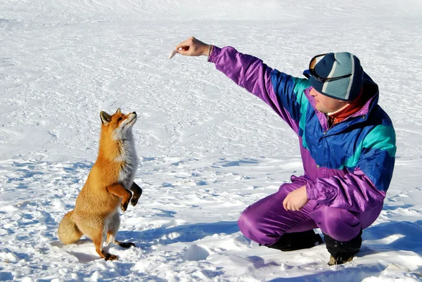 Fox utfodring — Stockfoto